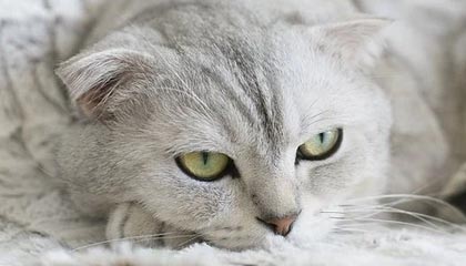 开云网址入口-转会截止日：五大联赛“超级交易”盘点，五大联赛转会期结束时间