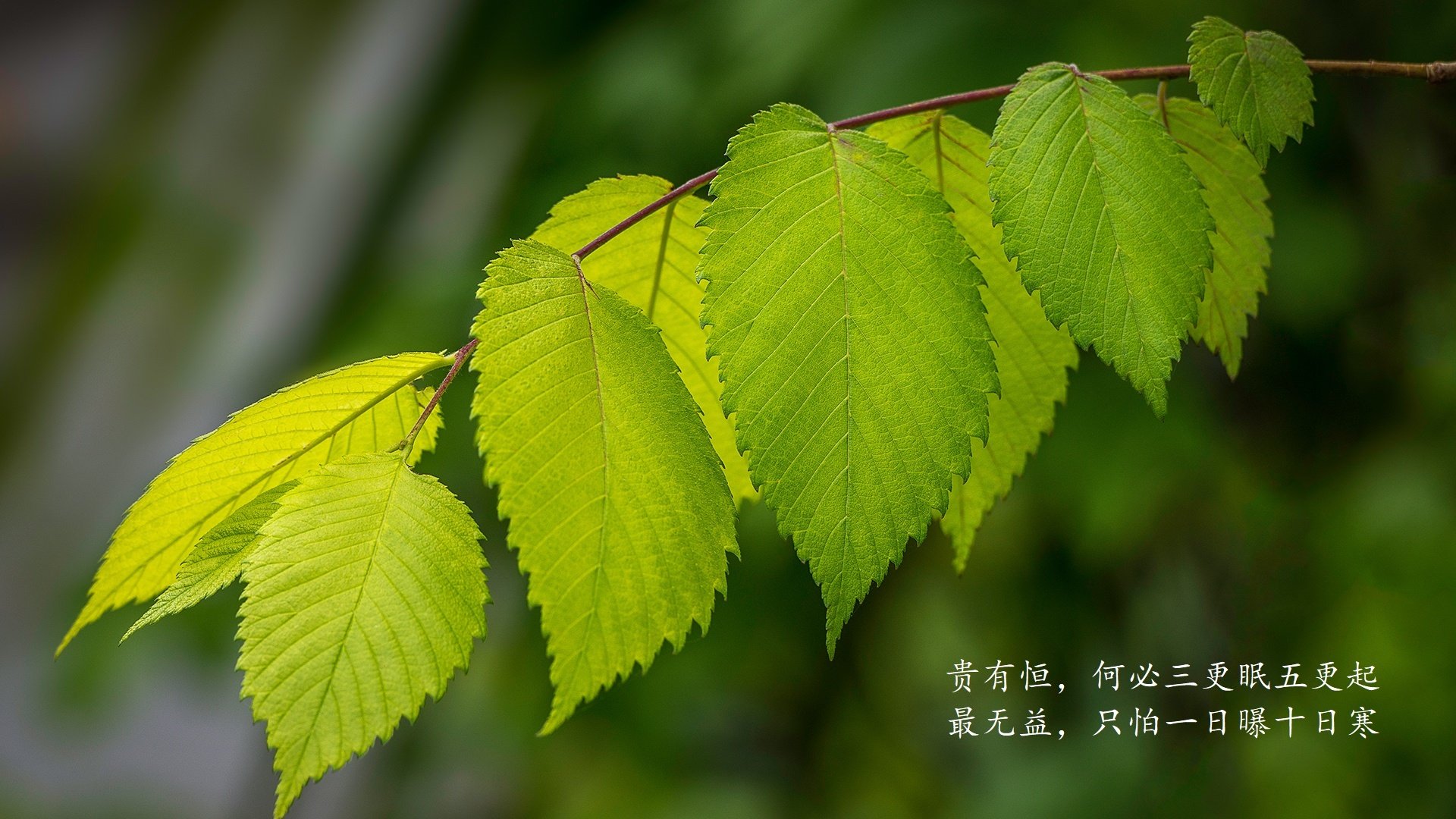 瑞典团队战术布局：如何应对强敌的进攻，瑞典队的打法