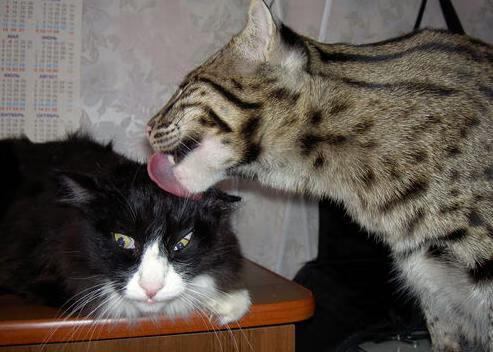 开云官网APP下载-出发反应快，减震滑行时间缩短，汽车滑行减速快