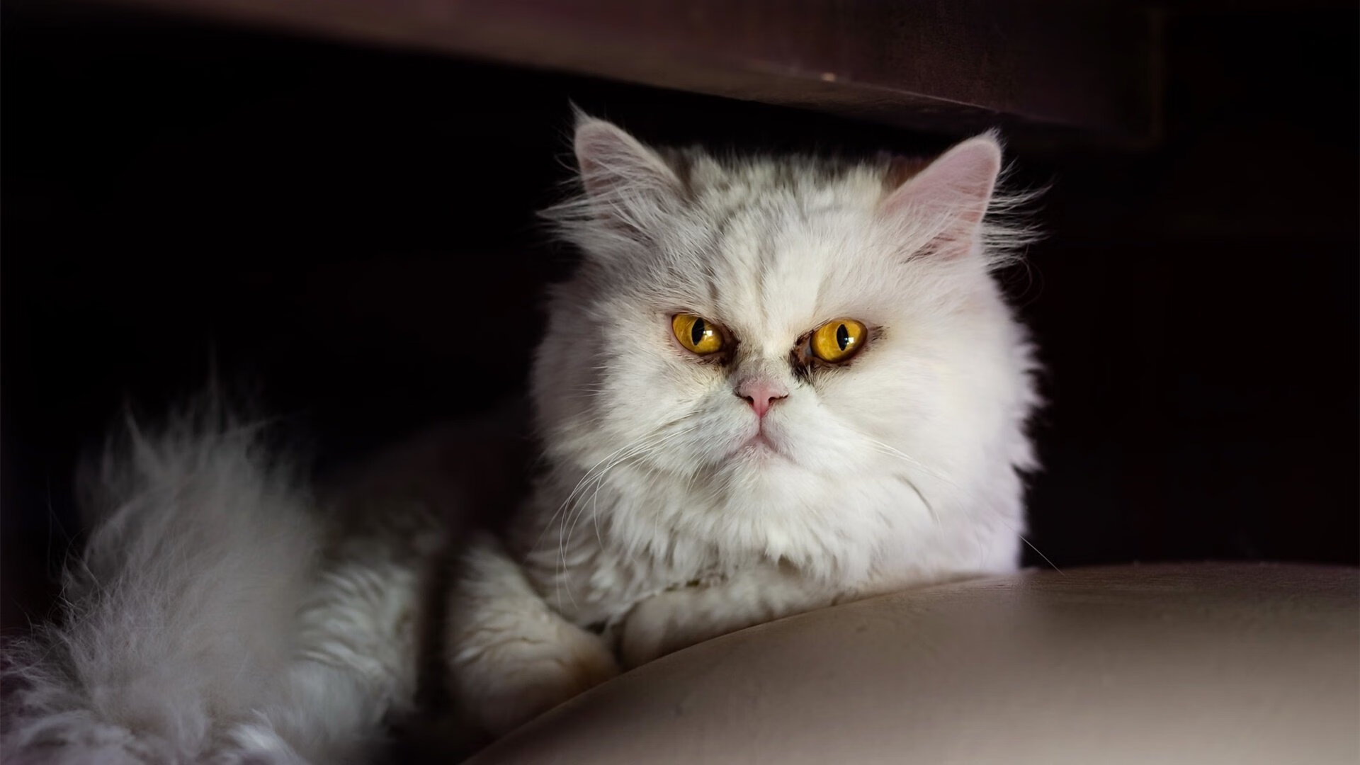 开云kaiyun-埃及男篮在非洲锦标赛中夺冠，重振非洲篮球声誉