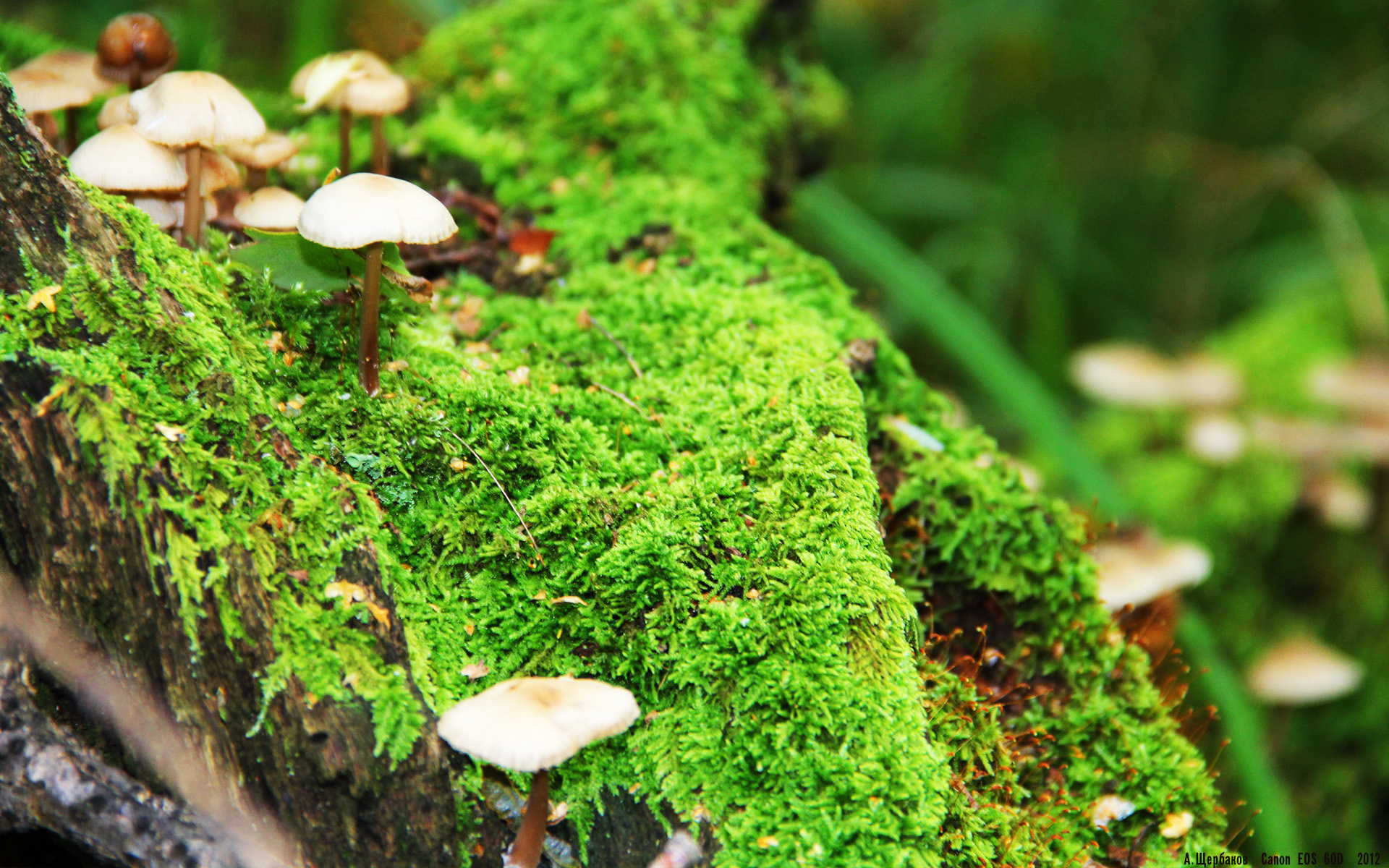 kaiyun官方入口登录-塞维利亚状态火热，持续冲击欧洲赛场