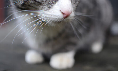 开云官方-技术统计支持变阵策略教练团队逐步探索新战术可能