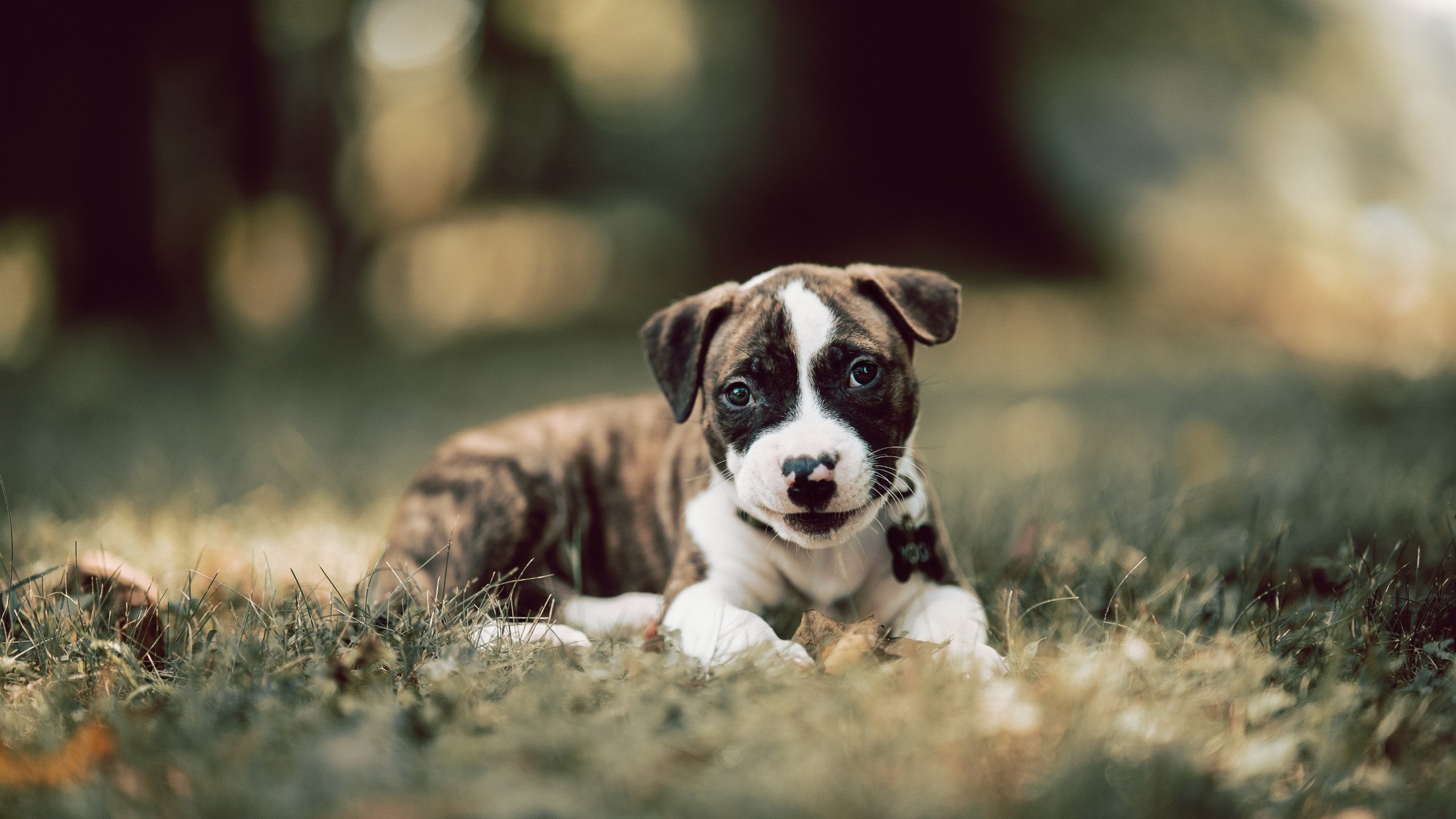 湖人助理教练分析球队攻防数据趋势,湖人助攻排行