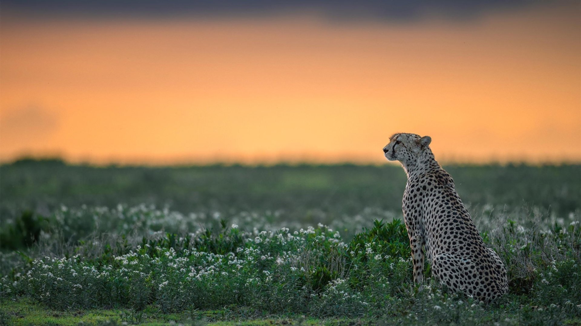 开云官方网页登录-英超争冠白热化，各豪门竞相发力