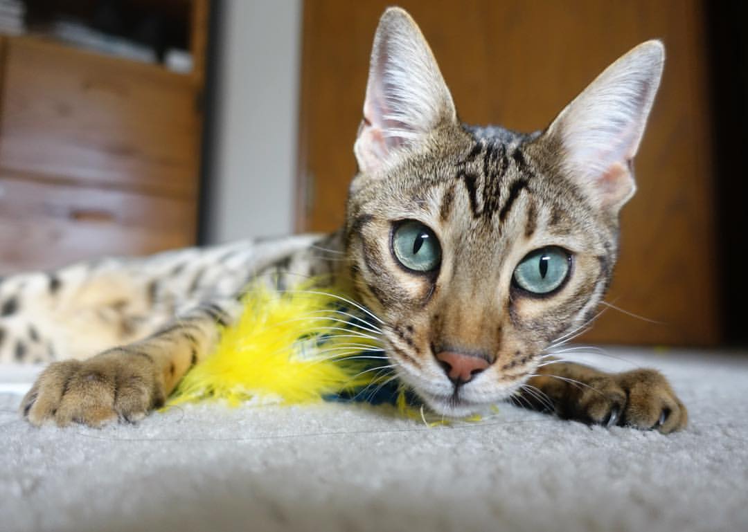 KAIYUN 中国大陆-黎巴嫩男篮在西亚锦标赛中奋战不止，争取奥运入场资格，黎巴嫩男篮12人名单